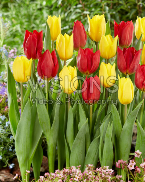 Tulipa Red Gold, Strong Gold Tulipa Red Gold, Strong Gold