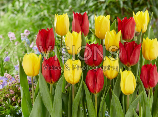 Tulipa Red Gold, Strong Gold Tulipa Red Gold, Strong Gold
