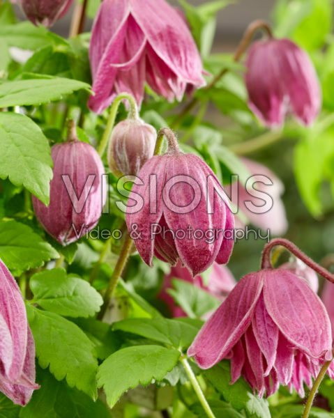 Clematis Imke Clematis Imke