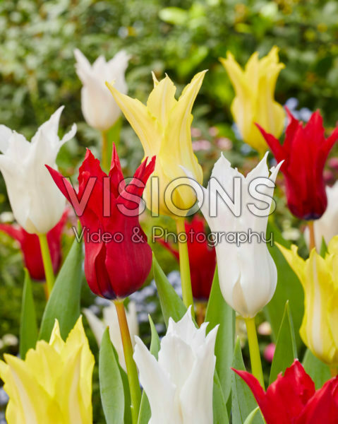 Tulipa Tres Chic Festival Tulipa Tres Chic Festival