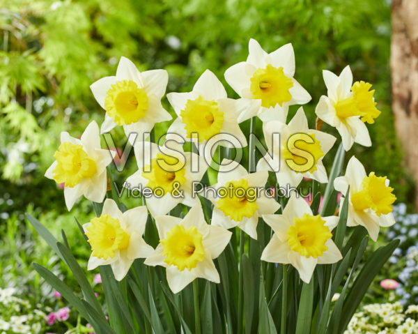 Narcissus Cornish King Narcissus Cornish King