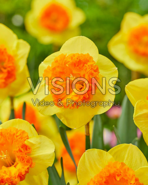 Narcissus Wild Carnival Narcissus Wild Carnival