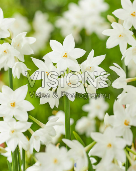 Narcissus Paper White Narcissus Paper White
