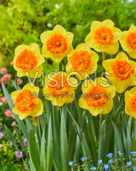 Narcissus Wild Carnival Narcissus Wild Carnival