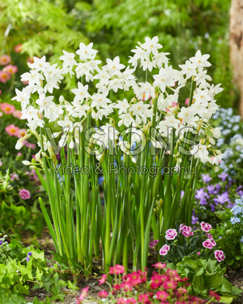 Narcissus Paper White Narcissus Paper White