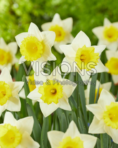 Narcissus Cornish King Narcissus Cornish King