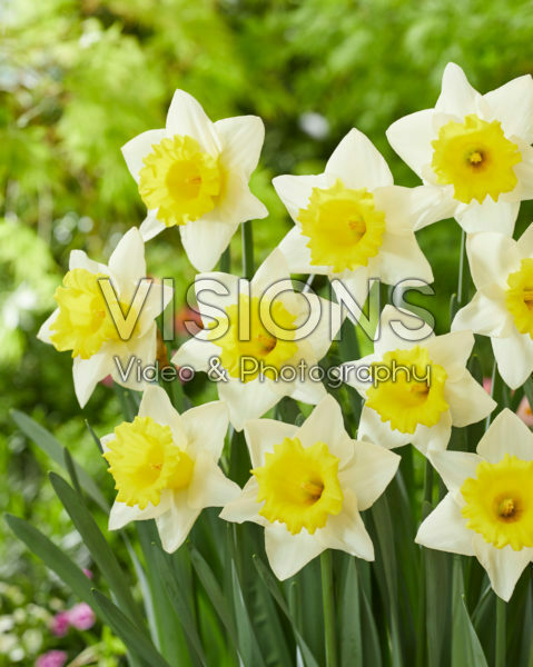 Narcissus Cornish King Narcissus Cornish King