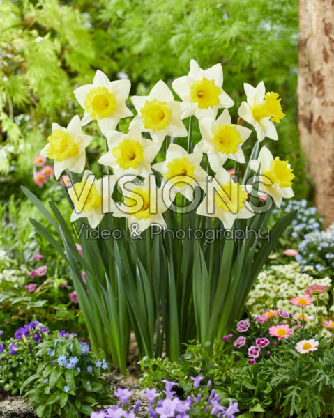 Narcissus Cornish King Narcissus Cornish King