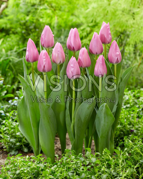Tulipa 522.526.02.2001 Tulipa 522.526.02.2001