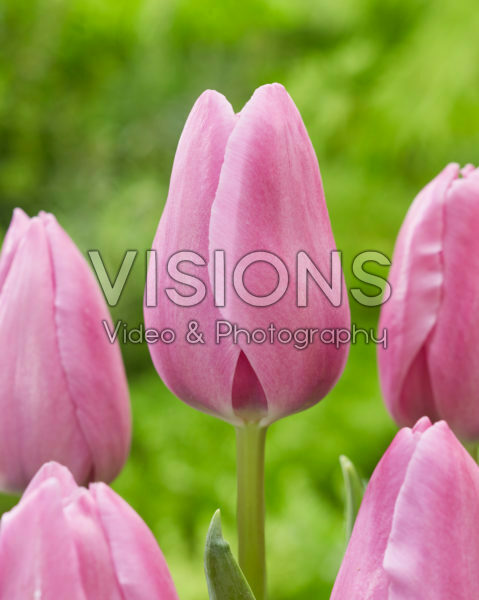 Tulipa 522.526.02.2001 Tulipa 522.526.02.2001