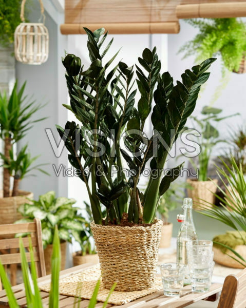 Zamioculcas zamiifolia Black Jungle Warrior Zamioculcas zamiifolia Black Jungle Warrior