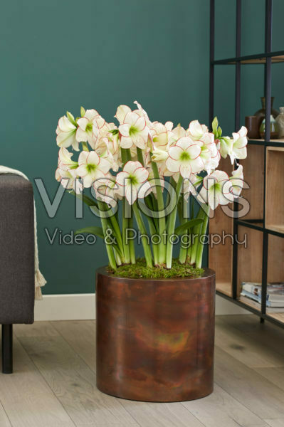 Hippeastrum Picasso Hippeastrum Picasso