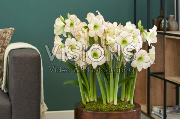 Hippeastrum Picasso Hippeastrum Picasso