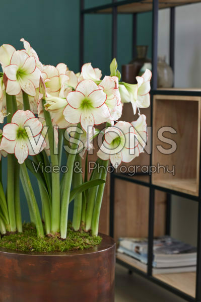 Hippeastrum Picasso Hippeastrum Picasso