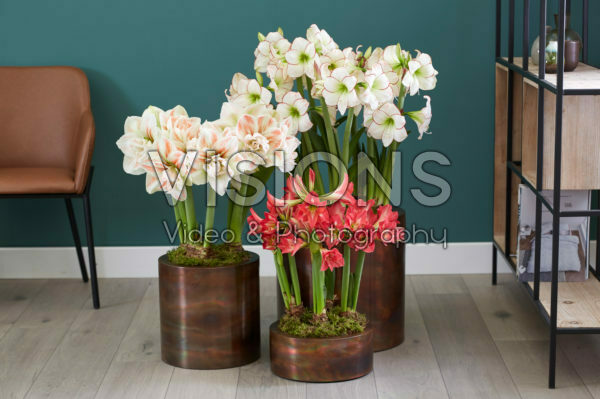 Hippeastrum combination Hippeastrum combination