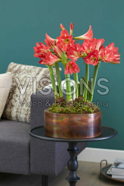 Hippeastrum Tres Belle Hippeastrum Tres Belle