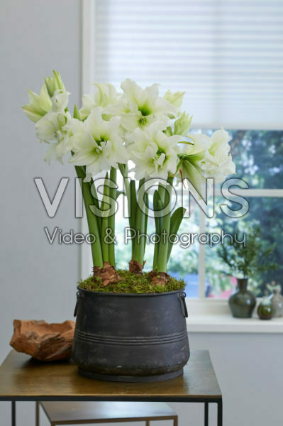 Hippeastrum Ice Queen Hippeastrum Ice Queen