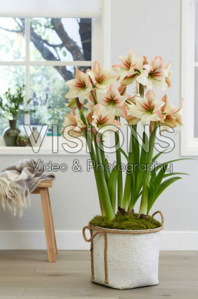Hippeastrum Amore Hippeastrum Amore