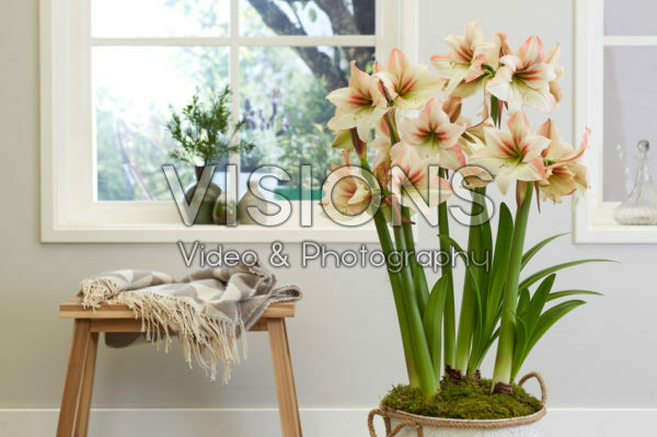 Hippeastrum Amore Hippeastrum Amore