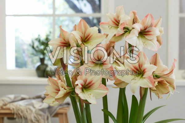 Hippeastrum Amore Hippeastrum Amore