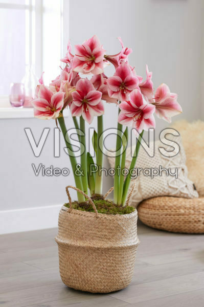 Hippeastrum Adele Hippeastrum Adele