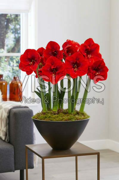 Hippeastrum Red Lion Hippeastrum Red Lion