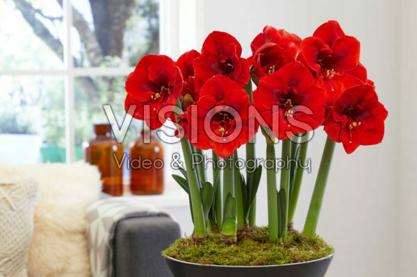 Hippeastrum Red Lion Hippeastrum Red Lion