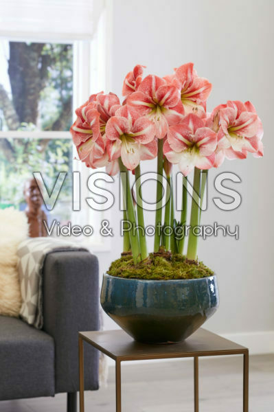 Hippeastrum Winter Delight Hippeastrum Winter Delight