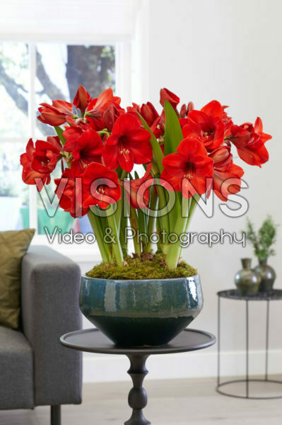 Hippeastrum Red Rival Hippeastrum Red Rival
