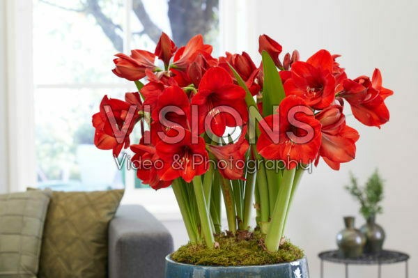 Hippeastrum Red Rival Hippeastrum Red Rival