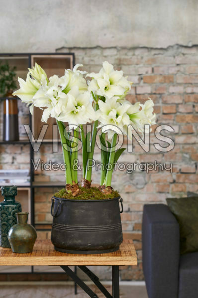 Hippeastrum Ice Queen Hippeastrum Ice Queen