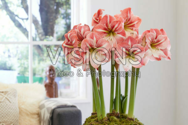 Hippeastrum Winter Delight Hippeastrum Winter Delight