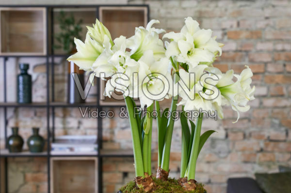 Hippeastrum Ice Queen Hippeastrum Ice Queen