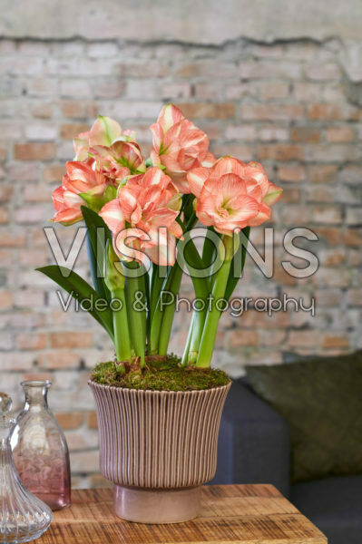 Hippeastrum Beautiful Emotion Hippeastrum Beautiful Emotion