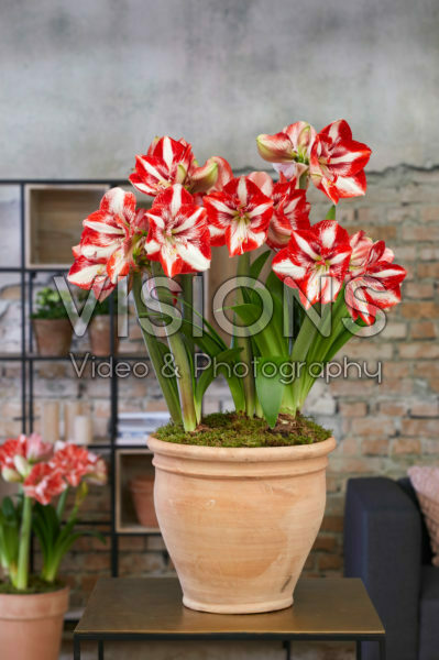 Hippeastrum Pierrot Hippeastrum Pierrot