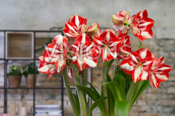 Hippeastrum Pierrot Hippeastrum Pierrot