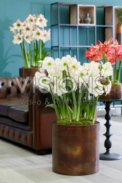 Hippeastrum Picasso Hippeastrum Picasso