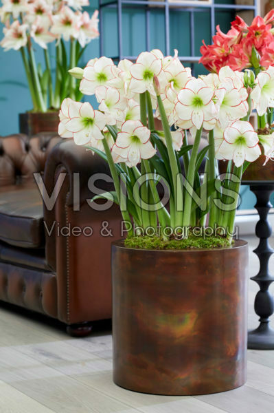 Hippeastrum Picasso Hippeastrum Picasso