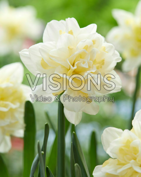 Narcissus Irene Copeland Narcissus Irene Copeland