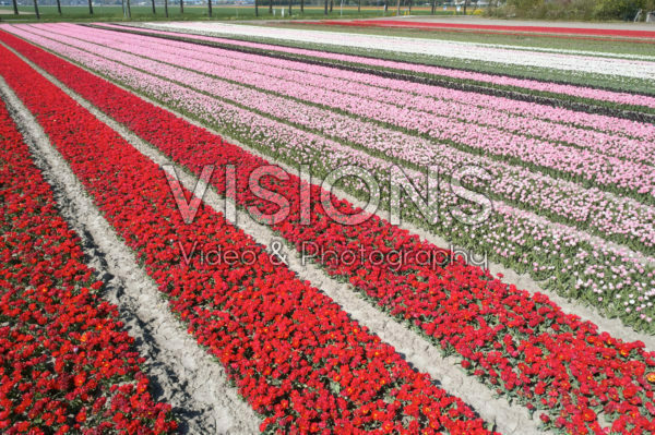 Hollandse tulpenvelden Hollandse tulpenvelden