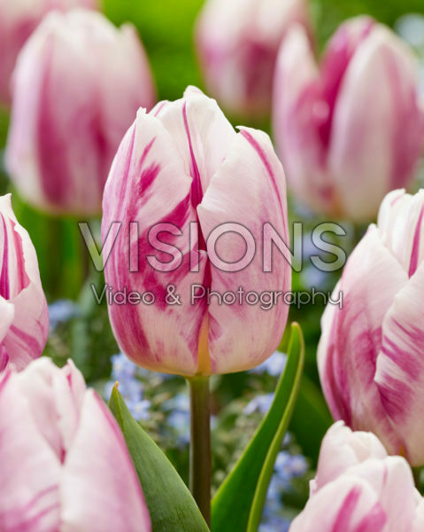Tulipa Flamingo PrinceTulipa Flaming Prince Tulipa Flamingo PrinceTulipa Flaming Prince