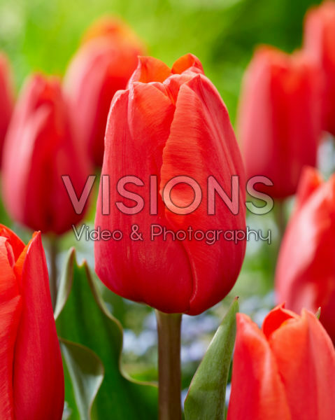 Tulipa Berini Tulipa Berini