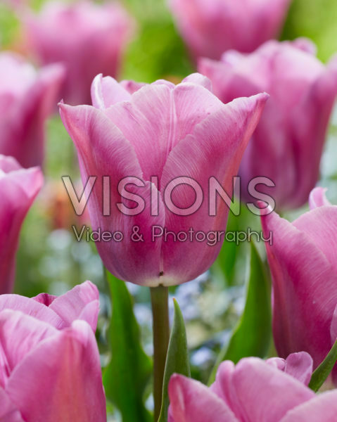 Tulipa Anjesca Tulipa Anjesca