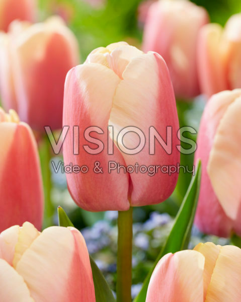 Tulipa Carrot Pride Tulipa Carrot Pride
