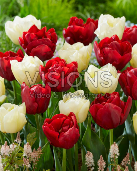 Tulipa Verona, Scarlet Verona Tulipa Verona, Scarlet Verona