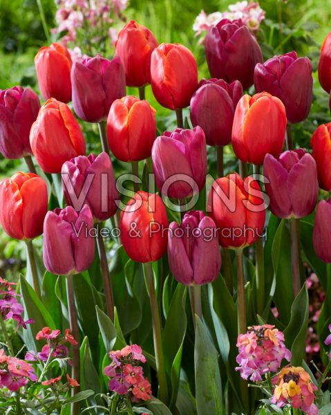Tulipa Power Play, Bullit Tulipa Power Play, Bullit