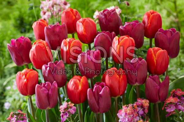 Tulipa Power Play, Bullit Tulipa Power Play, Bullit