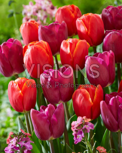 Tulipa Power Play, Bullit Tulipa Power Play, Bullit