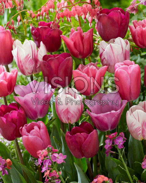 Tulipa mix Tulipa mix