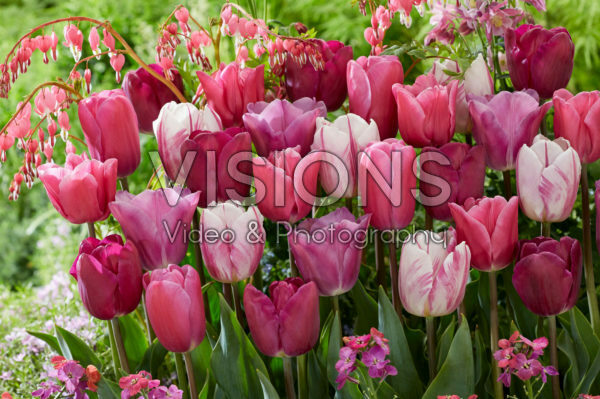 Tulipa mix Tulipa mix